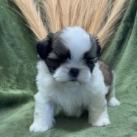 Teddy, mâle type shih tzu fauve et blanc #2
