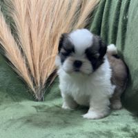 Teddy, mâle type shih tzu fauve et blanc #3