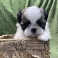 Teddy, mâle type shih tzu fauve et blanc