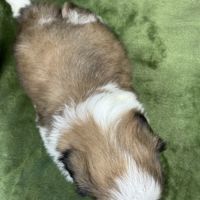 Teddy, mâle type shih tzu fauve et blanc #5