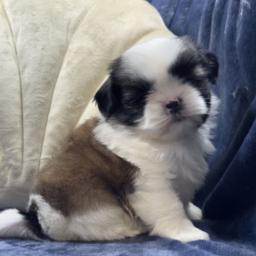 Obélix, mâle type shih tzu fauve et blanc #3