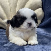 Obélix, mâle type shih tzu fauve et blanc #1