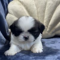 Obélix, mâle type shih tzu fauve et blanc