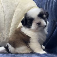 Obélix, mâle type shih tzu fauve et blanc #3