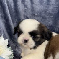 Obélix, mâle type shih tzu fauve et blanc #4