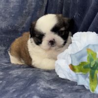 Obélix, mâle type shih tzu fauve et blanc #5