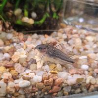 6 poissons corydoras nains