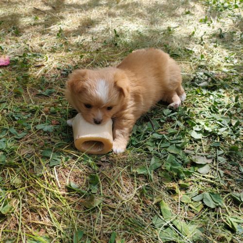 Chiot bichon havanais #2