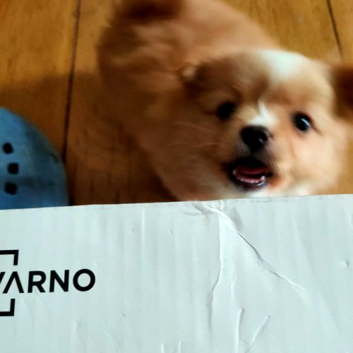 Chiot bichon havanais #3
