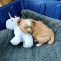 Chiot bichon havanais