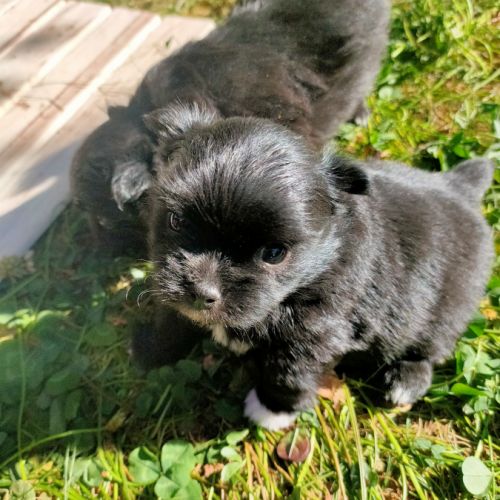 Mini bichon havanais femelle #0