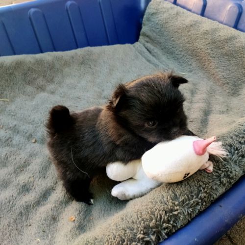 Mini bichon havanais femelle #3