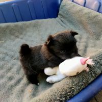 Mini bichon havanais femelle #3