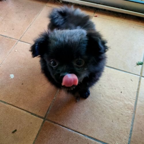Mini bichon havanais male