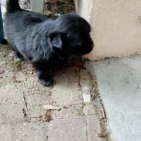 Mini bichon havanais male #1