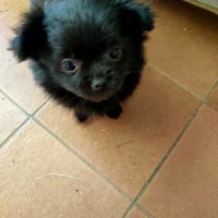 Mini bichon havanais male #2