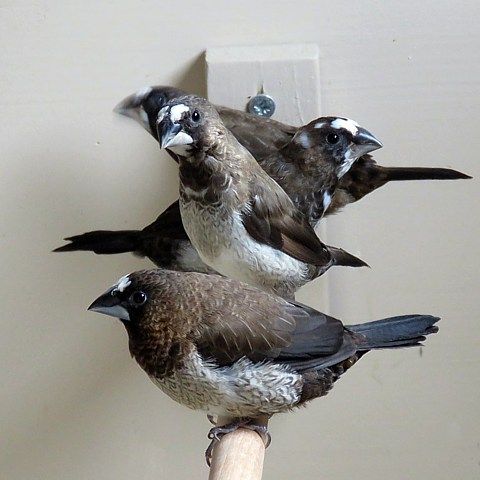Moineau japon male