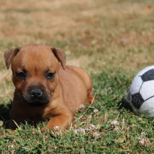 Femelles staffie lof #0