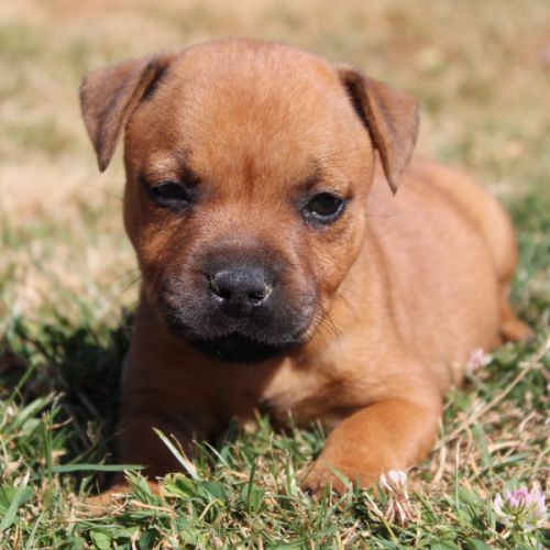 Femelles staffie lof #2