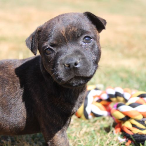 Femelles staffie lof #4