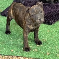 Femelle staffie lof dispo