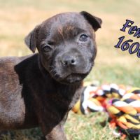 Femelles staffie lof