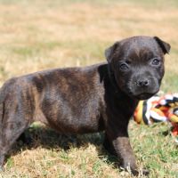 Femelles staffie lof #3
