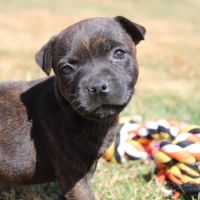 Femelles staffie lof #4