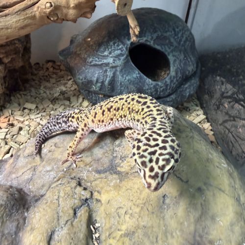 Donne gecko léopard femelle