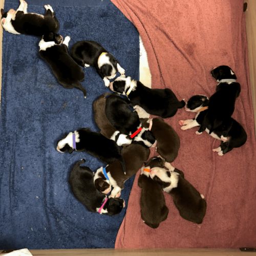 Chiots berger australien #1
