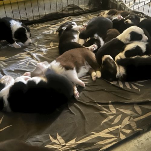 Chiots berger australien #0