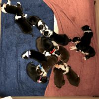 Chiots berger australien #1