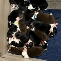 Chiots berger australien #2