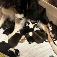 Chiots berger australien #4