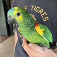 Amazone a front bleu bébé eam