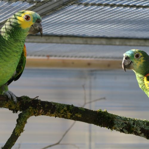 Couple reproducteur d'amazone à front bleu à aigna #1