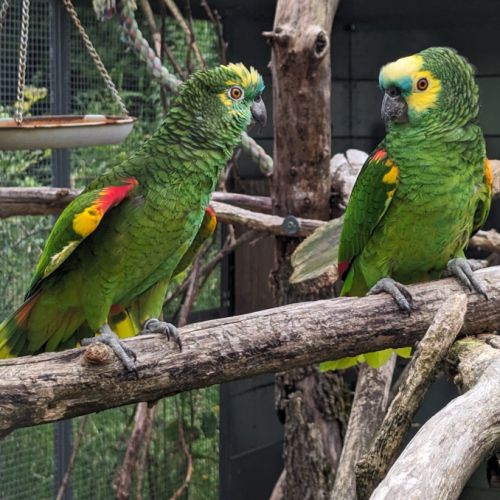 Couple reproducteur d'amazone à front bleu à aigna