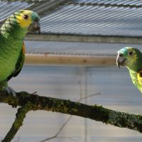 Couple reproducteur d'amazone à front bleu à aigna #1