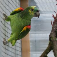 Couple reproducteur d'amazone à front bleu à aigna #2