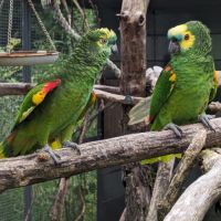 Couple reproducteur d'amazone à front bleu à aigna
