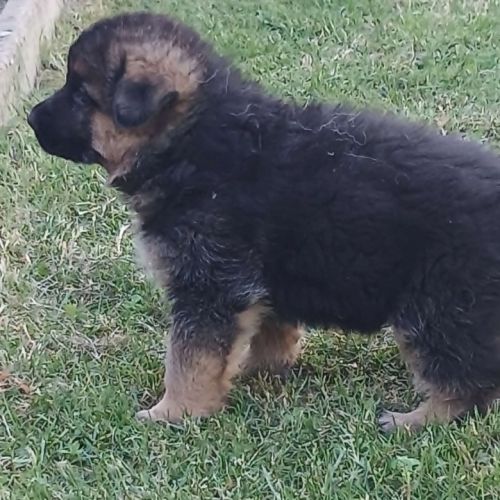 Chiots lof berger allemand #1