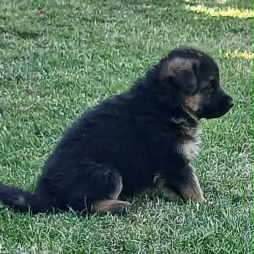 Chiots lof berger allemand #4