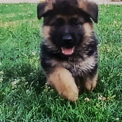 Chiots lof berger allemand #6