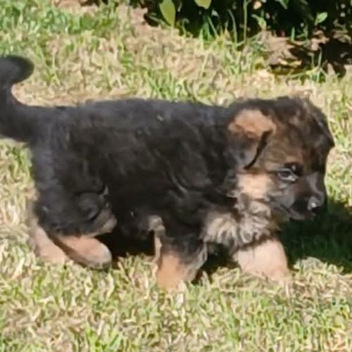 Chiots lof berger allemand #0