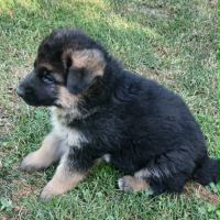 Chiots lof berger allemand #2