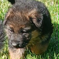 Chiots lof berger allemand #3