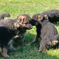 Chiots lof berger allemand #5