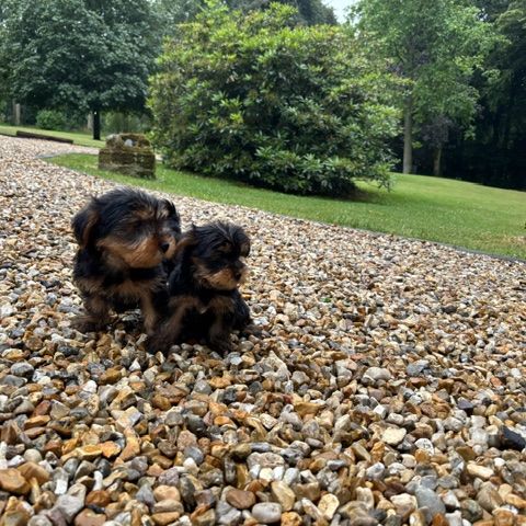 Chiot yorkshire #0