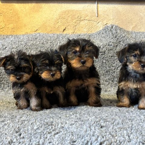 Chiot yorkshire #2