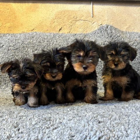 Chiot yorkshire #3